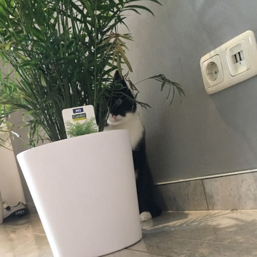 a monochrome cat, suspiciously sitting behind a plant