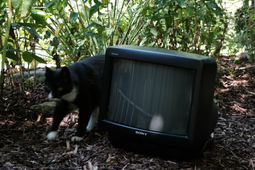 a picture of the cat emerging from behind the TV